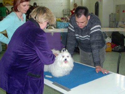 Basko Magic Maltese